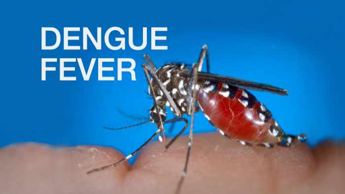 female dengue fever text on image of an Aedes albopictus mosquito with words